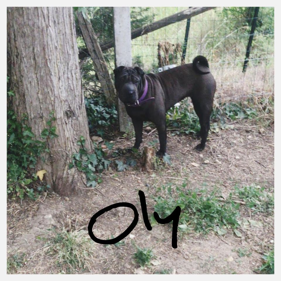 Oly (Sans Affixe)
