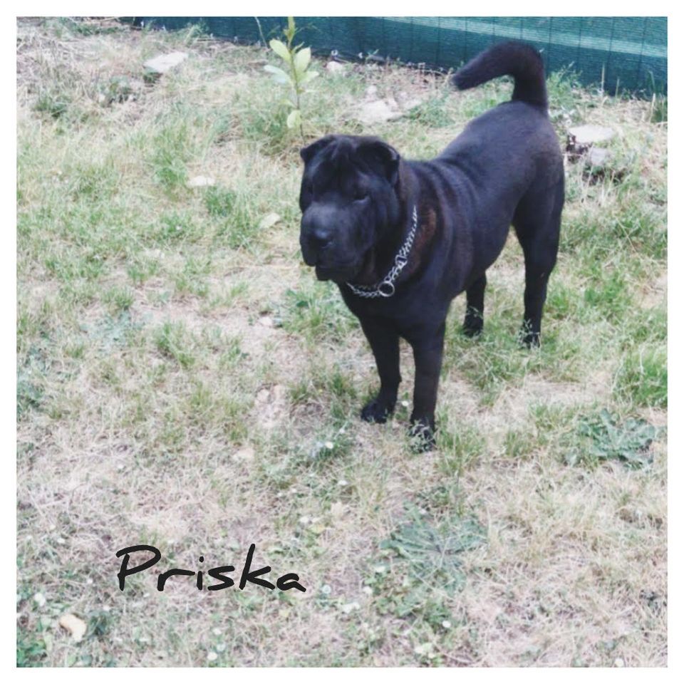 Priska des mille et un tresors (Sans Affixe)