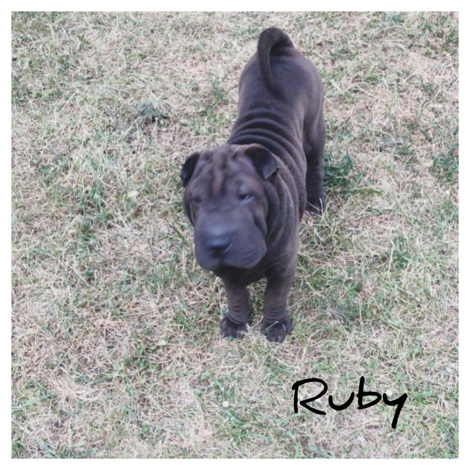  ruby